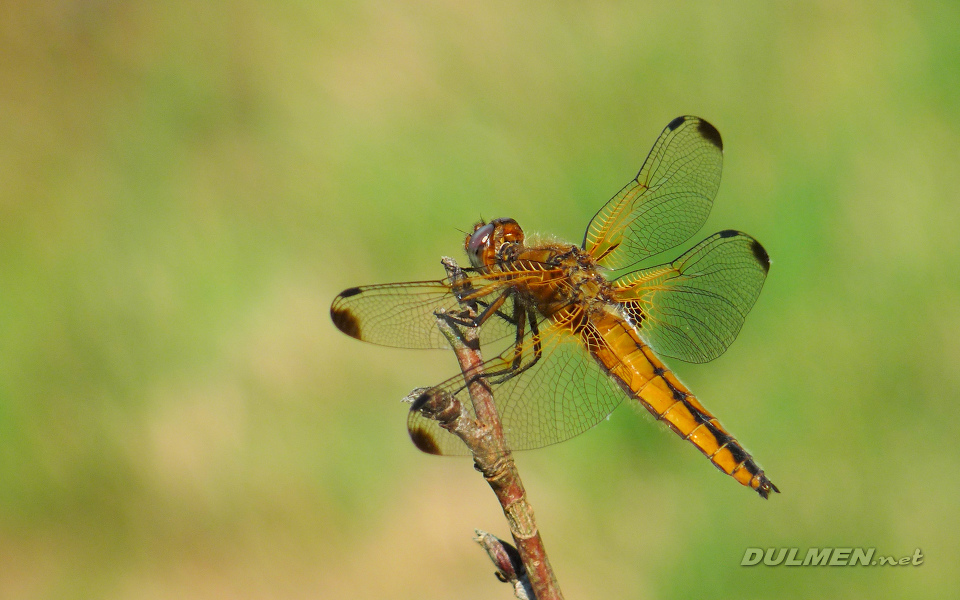 Blue Chaser (Female, Libellula fulva)